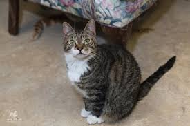 RAPS Cat Sanctuary » Maureen