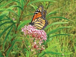 Pin On Native Pollinator Plants