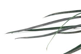 Image result for Limeum fenestratum