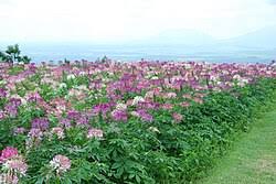 Image result for Cleome polyanthera