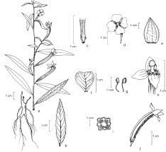 Image result for Ludwigia octovalvis