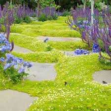 Flowering ground cover shade zone 9. Sagina Subulata Aurea Ground Cover Plants Evergreen Groundcover Shade Plants