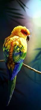 The Sun Parakeet Or Sun Is A Medium Sized Brightly Colored Parrot Native To Northeastern South America Animals Beautiful Beautiful Birds Pretty Birds