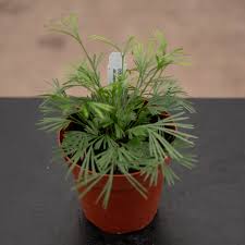 Image result for Actiniopteris