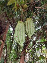 Image result for Telfairia pedata