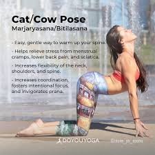 The Holistic Benefits Of Cat Cow Pose Cat Cow Pose Cow Pose Yoga Benefits