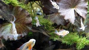 Ein sehr gut für das gesellschaftsaquarium mit anderen friedlichen fischen geeigneter fisch. Mikrogeophagus Altispinosus 5 M