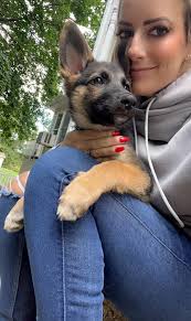 Introduction of new German Shepherd puppy named Tank