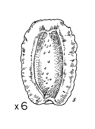 Image result for Centemopsis