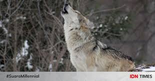 Menggambar gacha life yang belum ada warna : 5 Pemahaman Salah Tentang Serigala Yang Wajib Kamu Tahu