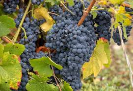 Image result for Vitis vinifera