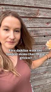 📸Hapet Vintage What a dream boat 😍 This is literally the most determined  little plant! It's been blooming for weeks now without taking a break.  Vintage is also blooming more pink and