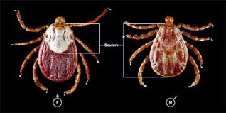 Early diagnosis and treatment gives the best prognosis for recovery after treatment with antibiotics. Rocky Mountain Spotted Fever Pictures Is It Contagious