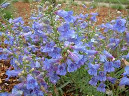 Image result for Penstemon