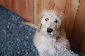 2,594 likes · 71 talking about this · 21 were here. Find Us Goldendoodle Breeders A Complete List By State