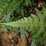 Image result for Blotiella glabra