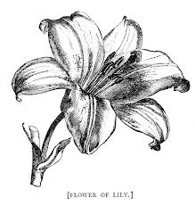 Antique 1800s Lily Flower Drawing Silver Spiral Studio Botanical Drawings Botanical Illustration Black And White Flower Drawing