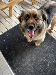 Lost Dog Found near Gadshill