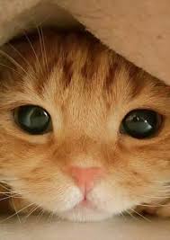 See full list on wikihow.com Sweet With Beautiful Big Eyes Cute Animals Cute Baby Animals Baby Animals