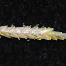 Image result for Cyperus denudatus