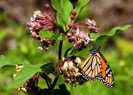 Common Milkweed Has A Lot Of Benefits For Nature Monarch Caterpillars Enjoy The Leaves While Hummingbirds And Butterfl Milkweed Milkweed Plant Milkweed Flower