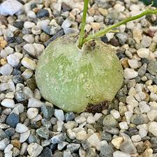 Image result for Bowiea volubilis
