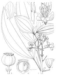 Image result for Ochthocharis