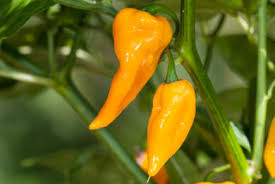 Part 1 comrades, recently we have collected all of your questions and put. Paprika Und Chilisorten Capsicum Sp Aus Aller Welt Uber 2000 Sorten Ethnobotanik