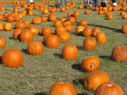 Flower mound, highland village, and the surrounding communities. Flower Mound Tx Pumpkin Patch Thinking About Halloween Already Flower Mound Tx Flower Mound Seasonal Fun
