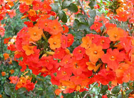 Image result for Streptosolen