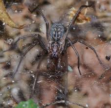 Image result for große winkelspinne biss haut reaktion