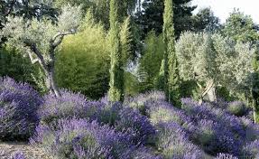 Tauschend Echt Die Doppelganger Mediterraner Pflanzen In Der Toskana Pragen Stattliche Olivenbaum Mediterrane Pflanzen Mediterraner Garten Mediteraner Garten