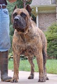 Excellent disposition and displays excellent presa canario standards. Dwon Weston Thashaft Profile Pinterest