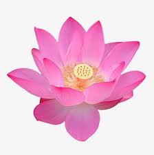 Lotus Flowers Flower Png Transparent Clipart Image And Psd File For Free Download In 2020 Flower Painting Sunset Art Flower Photos