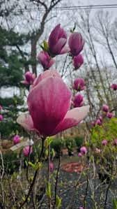 Image result for magnolia soulangeana