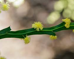 Image result for Acacia alata