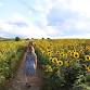 Sunflower Festival