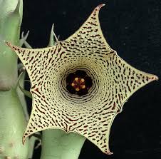 Image result for Huernia leachii