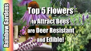 What if they never even knew? Top 5 Flowers In My Gardens To Attract Bees They Re Deer Resistant And Edible Youtube