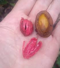 Image result for Pycnanthus