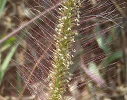 Image result for Perotis patens