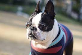 Fun Facts About Boston Terriers