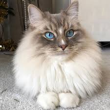 Redagape Crochetbyredagape Instagram Fotograflari Ve Videolari Siamese Cats Facts Cat Aesthetic Cat With Blue Eyes