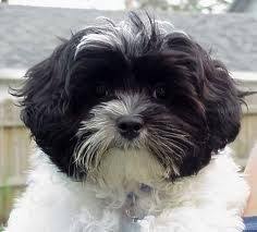 Black And White Maltese Shih Tzu Puppy Image Result For Cutest Shih Tzu Cross Poodle Dog In The World Black And White Shih Poo Shih Poo Puppies Shitzu Dogs