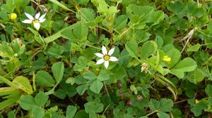 Image result for Sisyrinchium micranthum