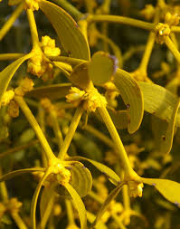 Image result for Viscum