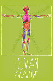 Now, with the addition of ground organ meats, heart, kidney, and liver our 75% lean ground beef packs in even more nutrients. Human Body Organs Anatomy Ilustration Stock Vector Illustration Of Anatomy Cardiology 110710193