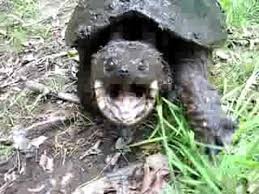 *bite test*leave a comment, like, & don't forget to subscribe if you haven't already! Aggressive Snapping Turtle Don T Blink At 1 00 Youtube