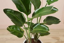 Image result for Strelitzia