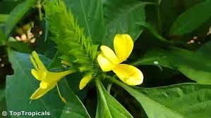Image result for Barleria boehmii